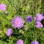 Knautia arvernensis Fiore