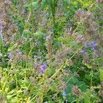 Nepeta grandiflora Blodyn