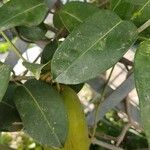 Stephanotis floribundaপাতা