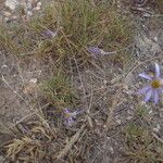 Galatella sedifolia موطن