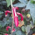 Erythrina herbacea 花