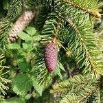 Picea abies Fruit