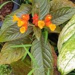 Chrysothemis pulchella Yeri