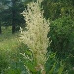 Rheum palmatum Flower