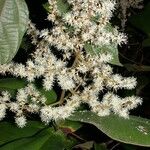 Miconia impetiolaris Ďalší