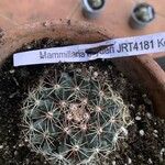 Mammillaria heyderi Fuelha