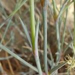 Dianthus crinitus ᱥᱟᱠᱟᱢ