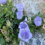 Campanula incurva Flors