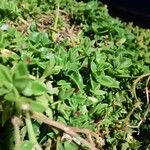 Aptenia cordifolia ഇല