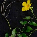 Mandevilla funiformis Hoja