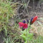 Echium creticum फूल