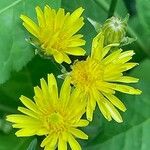 Crepis biennis Flower