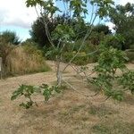 Ficus johannis Blatt