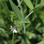 Vicia bithynica Φύλλο