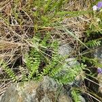 Polemonium pulcherrimum Leaf