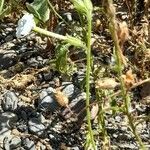 Nicotiana acuminata Συνήθη χαρακτηριστικά