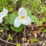 Trillium grandiflorumফুল