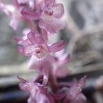 Rhipidoglossum rutilum Flower