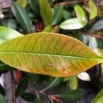 Photinia serratifolia Blad