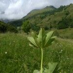 Alchemilla subcrenata Feuille