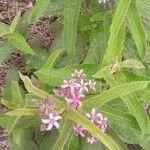 Oxypetalum solanoides Hoja