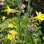 Aquilegia chrysantha Flor