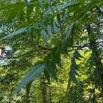 Carya illinoinensis Blad