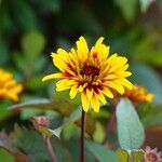 Heliopsis helianthoides 形态