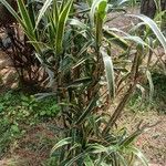 Dracaena angustifolia Blad