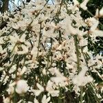 Retama raetam Fleur