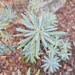 Eriogonum arborescens Folha