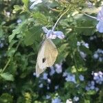 Plumbago auriculata Leaf