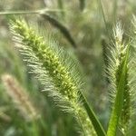 Setaria viridis Fruit