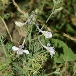 Delphinium pubescens Habit