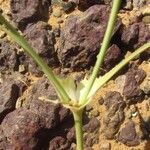 Euphorbia biumbellata Feuille