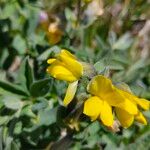 Thermopsis alpina