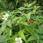 Rubus rosifolius ഫലം