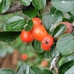 Cotoneaster hjelmqvistii Frukt