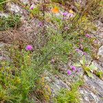 Centaurea stoebe Habit