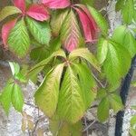 Parthenocissus quinquefoliaFeuille