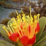 Xanthostemon aurantiacus Flor