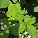 Rubus armeniacus ഇല