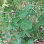 Crotalaria pallida Лист