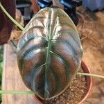 Alocasia cuprea List