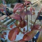 Cornus hongkongensis ഇല