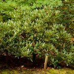 Rhododendron balfourianum Συνήθη χαρακτηριστικά