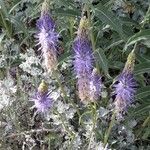Phyteuma betonicifolium Flor