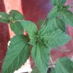 Croton hirtus Blad