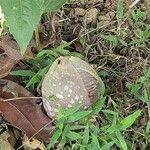 Amorphophallus aphyllus फूल