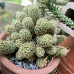 Mammillaria elongata Ліст